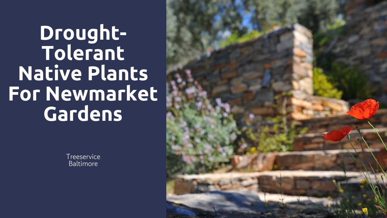 Drought-Tolerant Native Plants for Newmarket Gardens